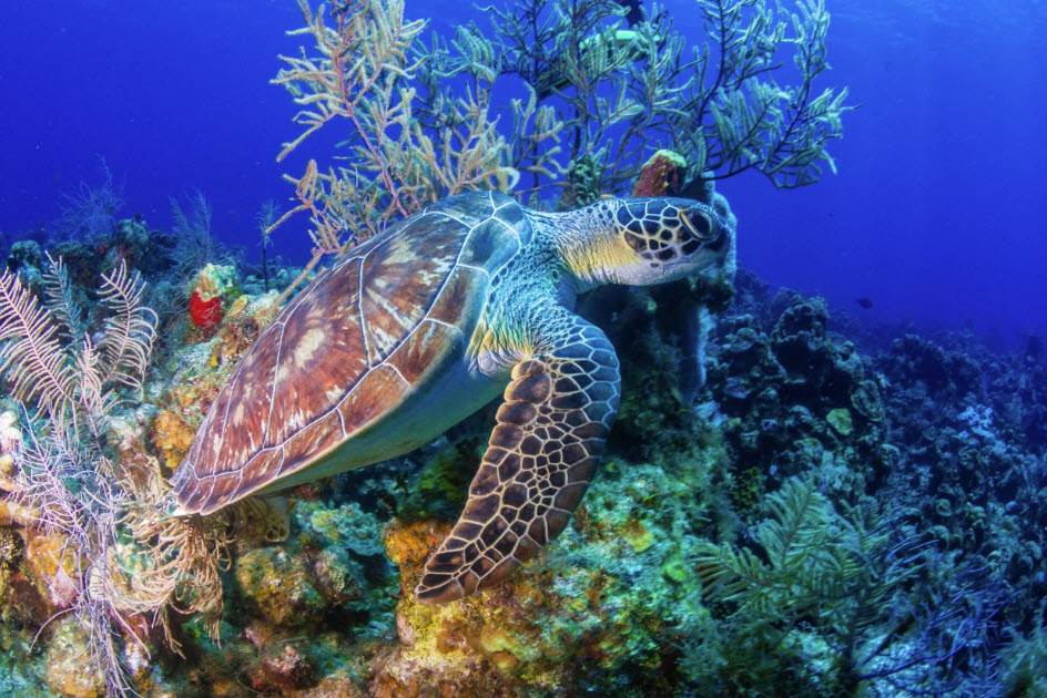 roatan marine life turtle